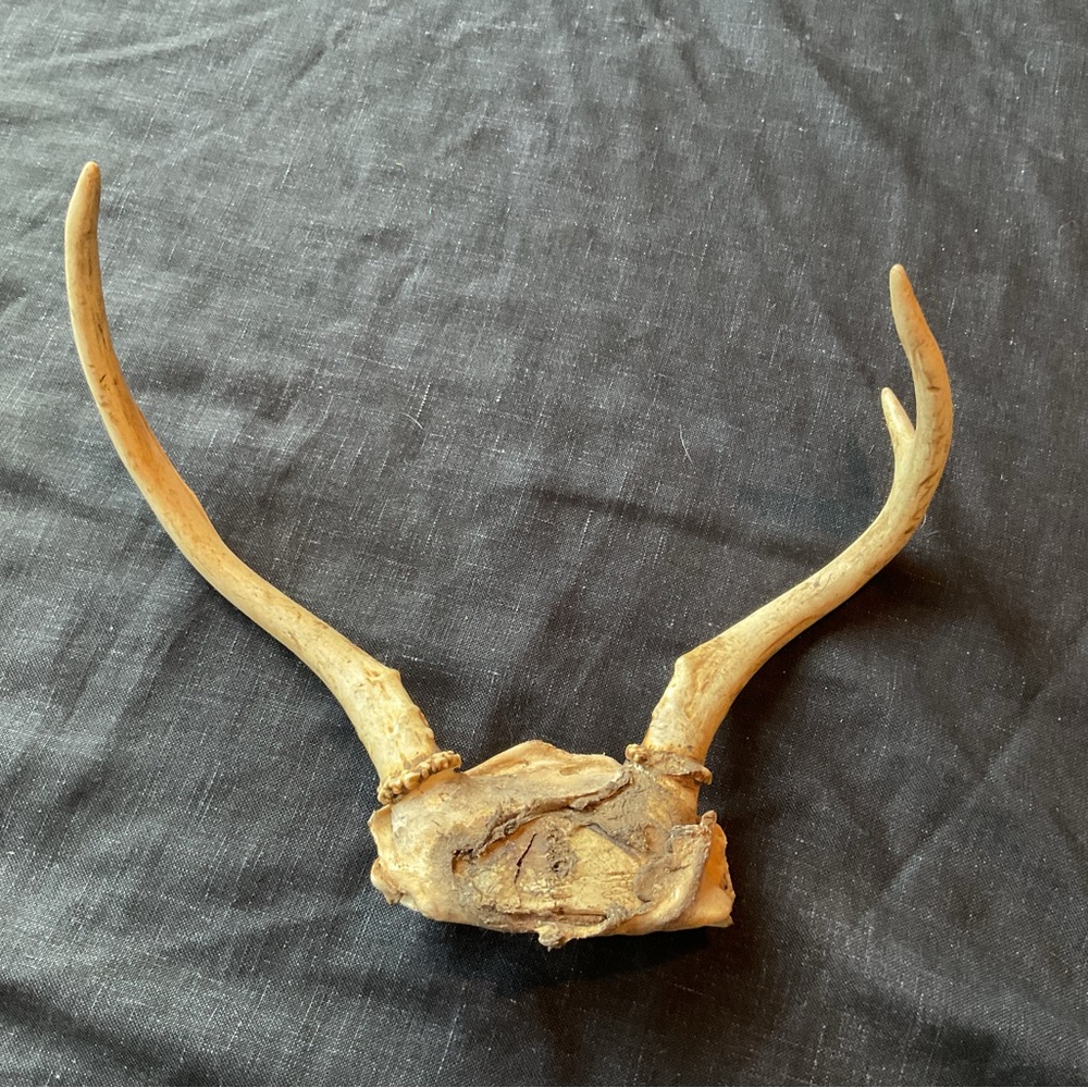 Natural Antler Decor